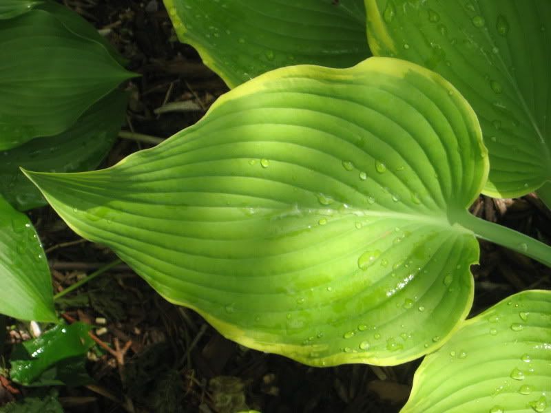 Lakeside Cha Cha Leaf